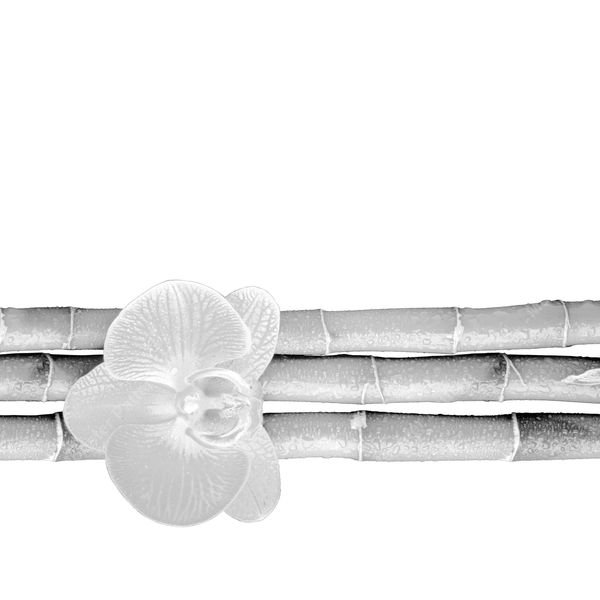 Bamboo and Orchid Stripe — original textile pattern for floral licensing