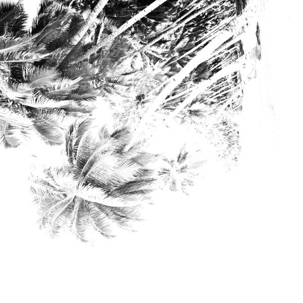 Palm Tree Silhouettes — original textile pattern for botanical licensing