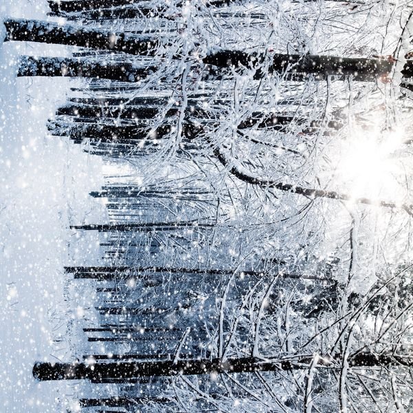 Snowy Forest Trees — original textile pattern for botanical licensing