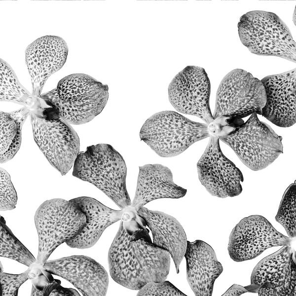 Spotted Orchid Pattern — original textile pattern for floral licensing