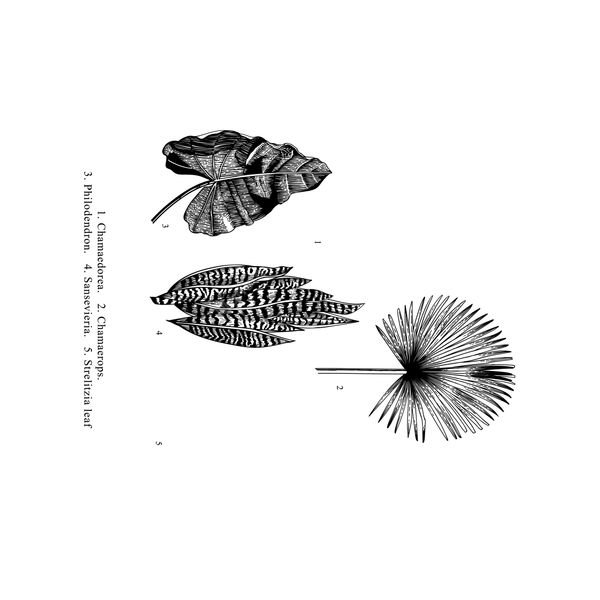Botanical Leaf Illustrations — original textile pattern for botanical licensing