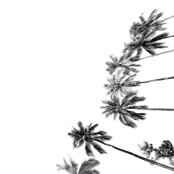 Palm Trees Repeat Pattern — original textile pattern for botanical licensing