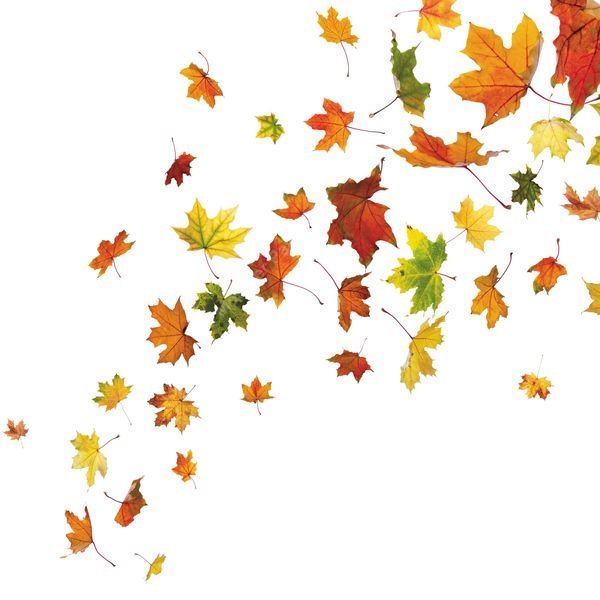 Autumn Leaves Repeat Pattern — original textile pattern for botanical licensing