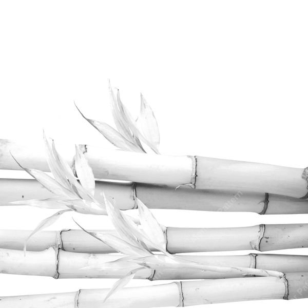Bamboo Stems Pattern — original textile pattern for botanical licensing
