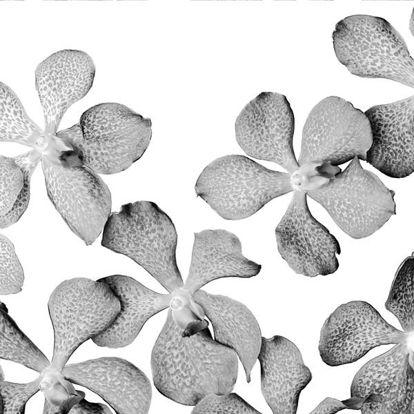 Orchid Floral Repeat — original textile pattern for floral licensing