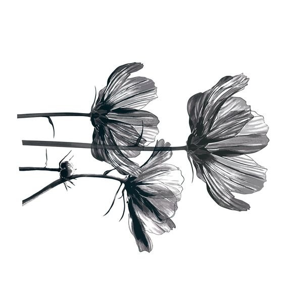 Black and white cosmos flowers — original textile pattern for floral licensing