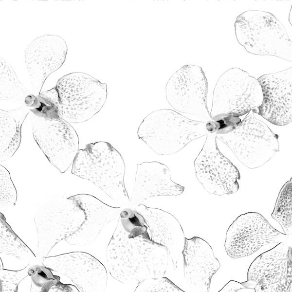 Orchid Floral Repeat — original textile pattern for floral licensing